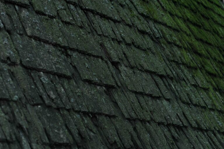 Dark roof streaks and moss appear on shingles beside a gutter filled with leaves.